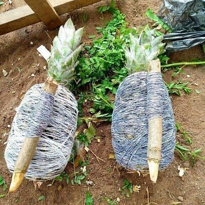 LE RITUEL PUISSANT POUR CALMER UNE AFFAIRE DE JUSTICE EN COURS +229 01 61 70 50 22